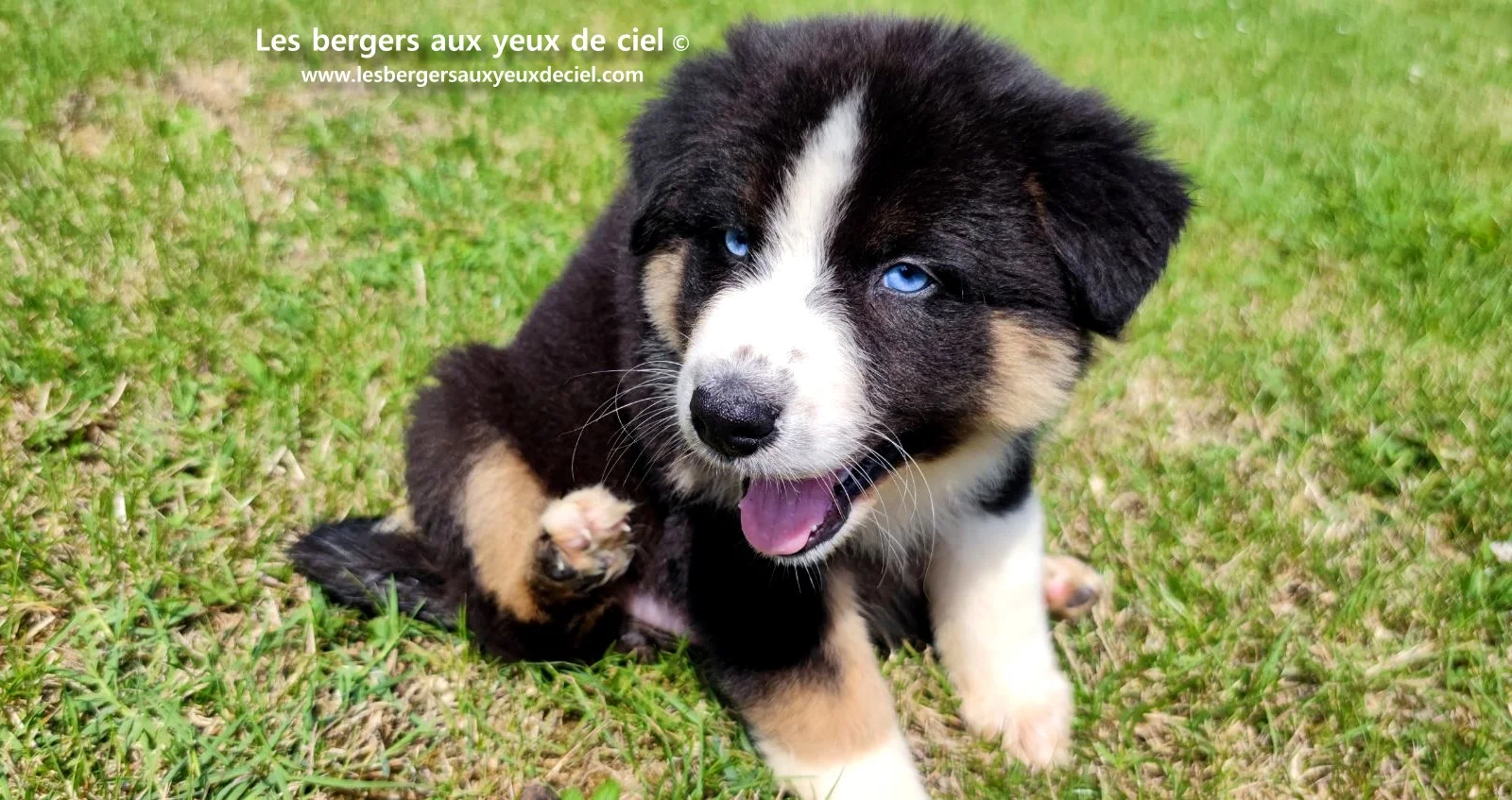chiot berger australien femelle noire tricolore aux yeux bleus