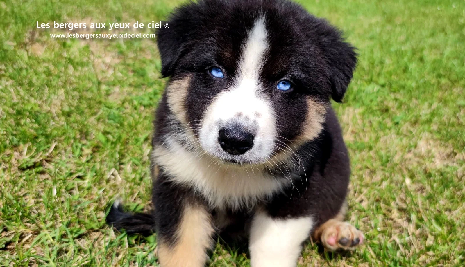 chiot berger australien femelle noire tricolore aux yeux bleus