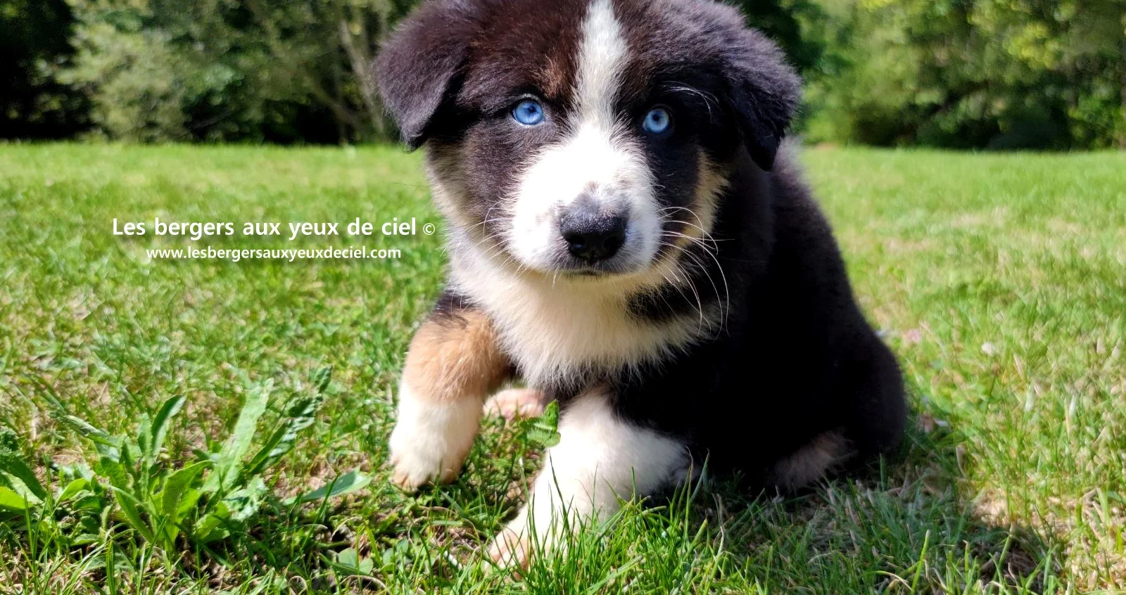 chiot berger australien femelle noire tricolore aux yeux bleus