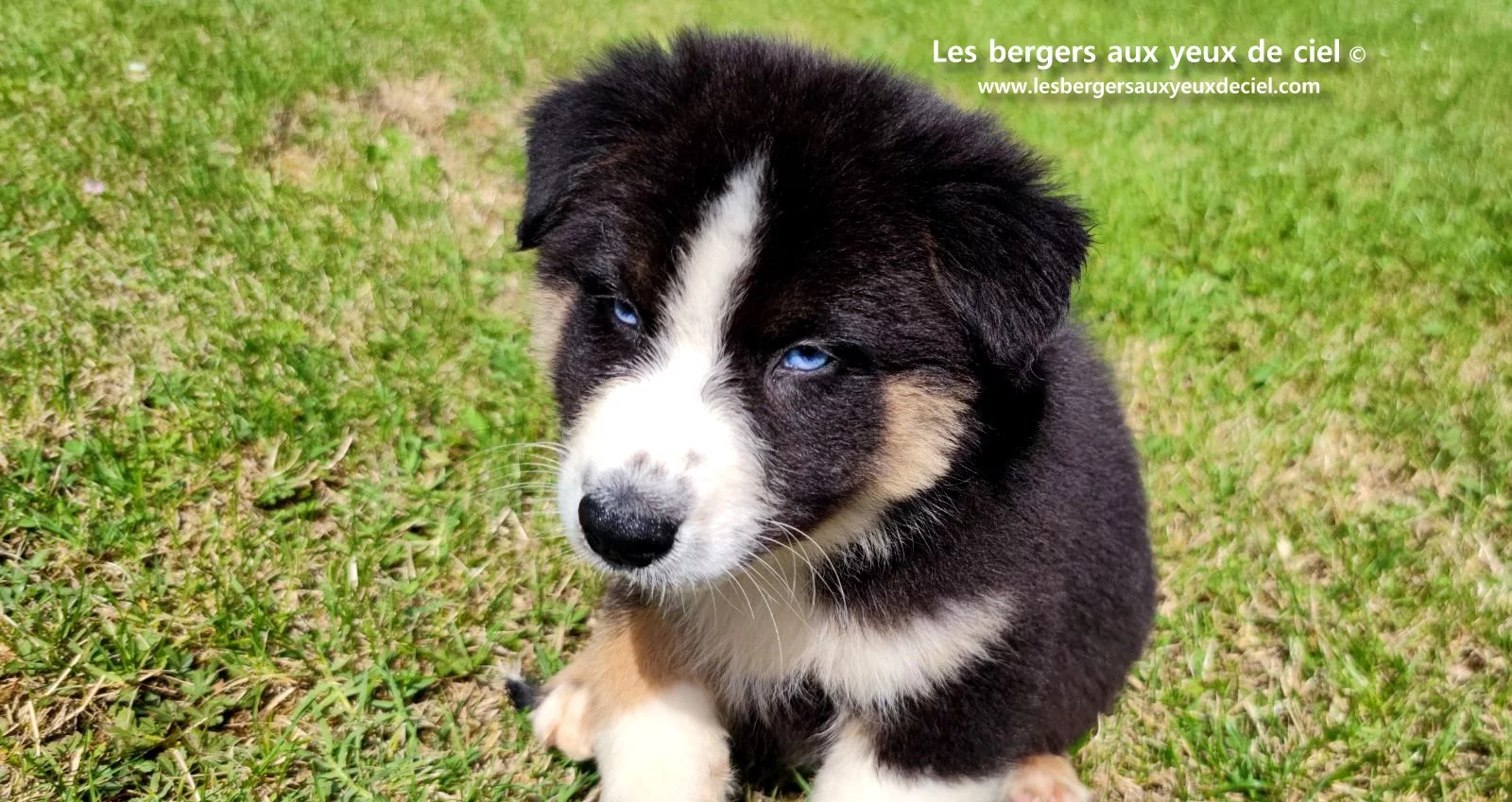 chiot berger australien femelle noire tricolore aux yeux bleus