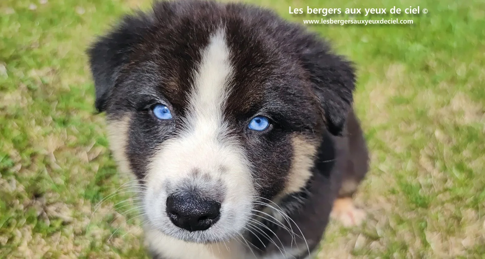chiot berger australien femelle noire tricolore aux yeux bleus