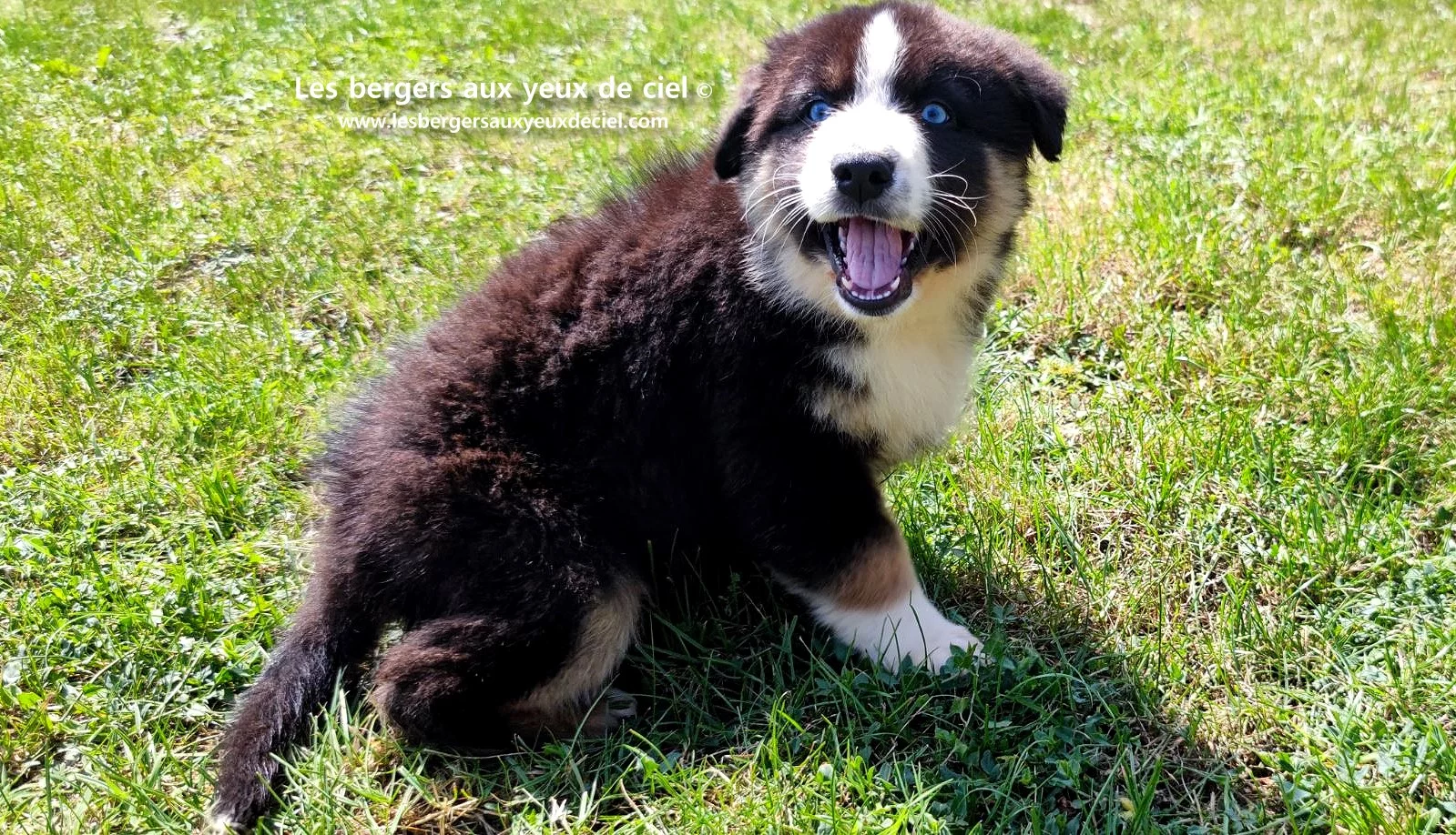 chiot berger australien femelle noire tricolore aux yeux bleus