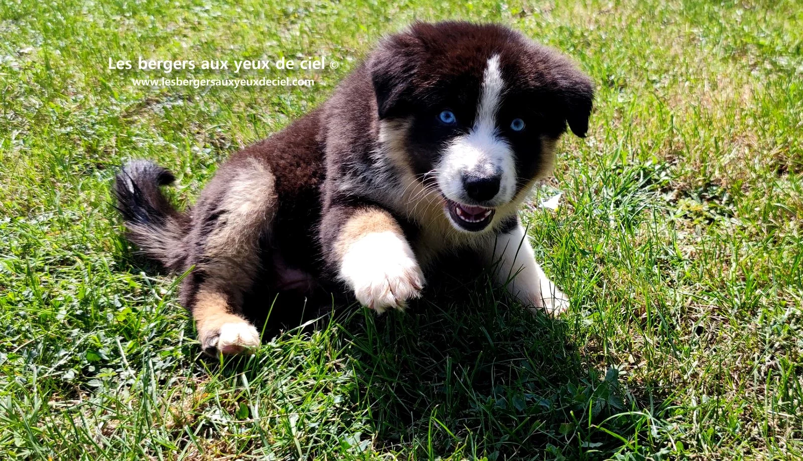 chiot berger australien femelle noire tricolore aux yeux bleus