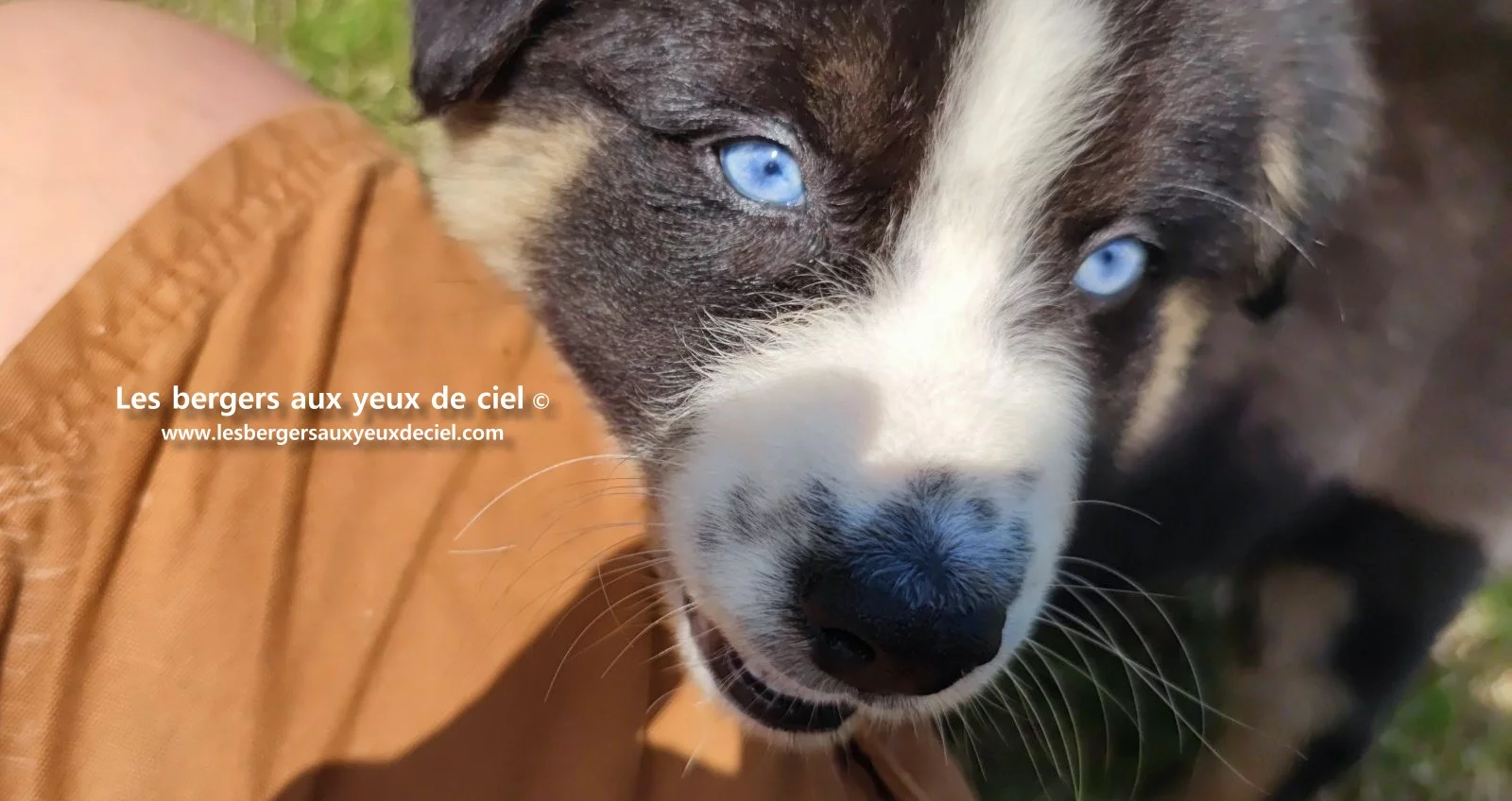 chiot berger australien femelle noire tricolore aux yeux bleus