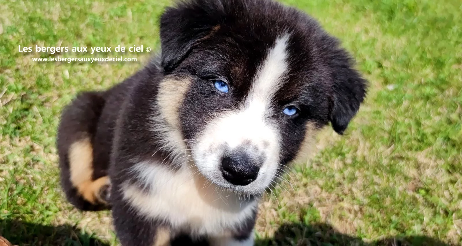 chiot berger australien femelle noire tricolore aux yeux bleus