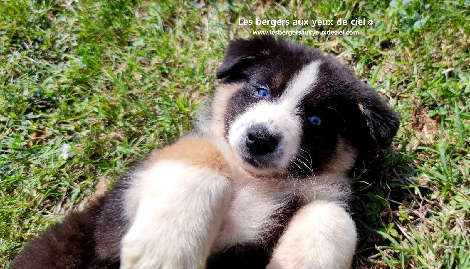 chiot berger australien femelle noire tricolore aux yeux bleus