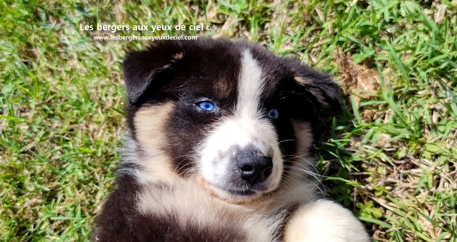 chiot berger australien femelle noire tricolore aux yeux bleus
