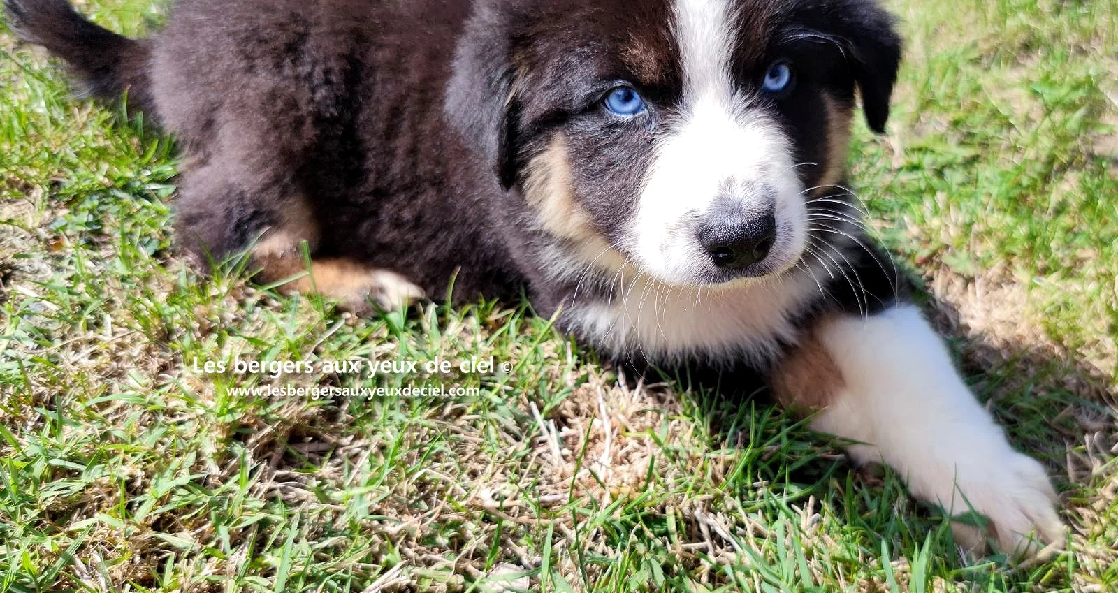 chiot berger australien femelle noire tricolore aux yeux bleus