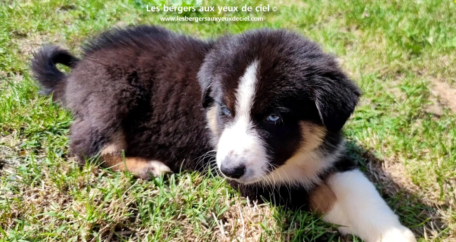 chiot berger australien femelle noire tricolore aux yeux bleus