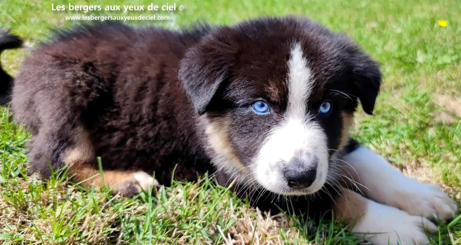 chiot berger australien femelle noire tricolore aux yeux bleus