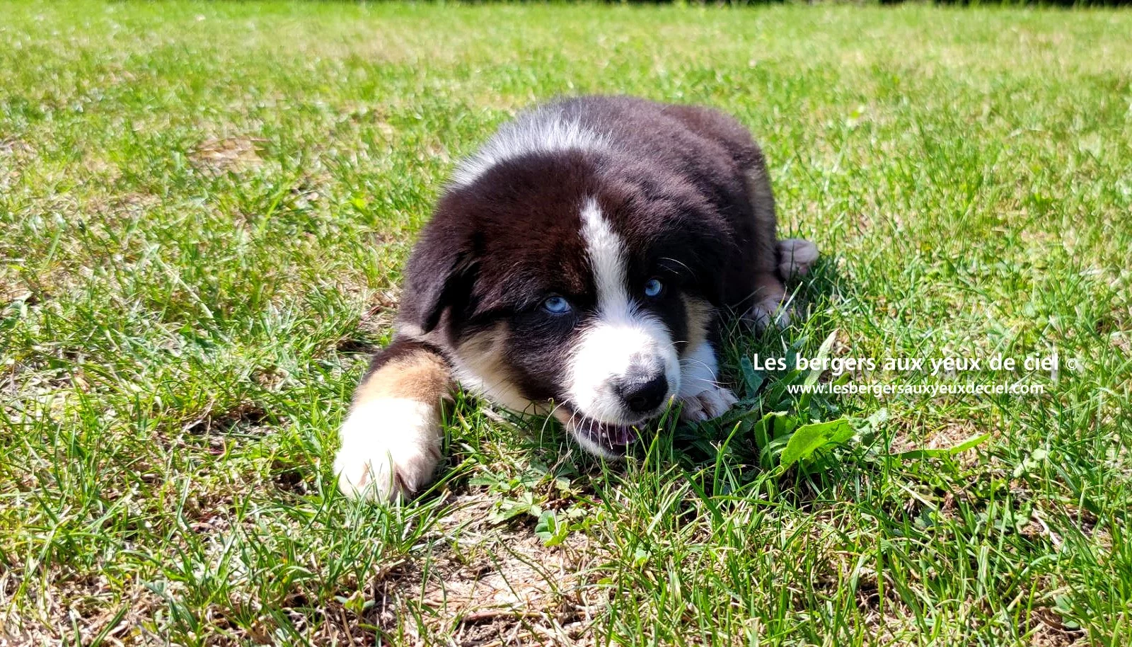 chiot berger australien femelle noire tricolore aux yeux bleus