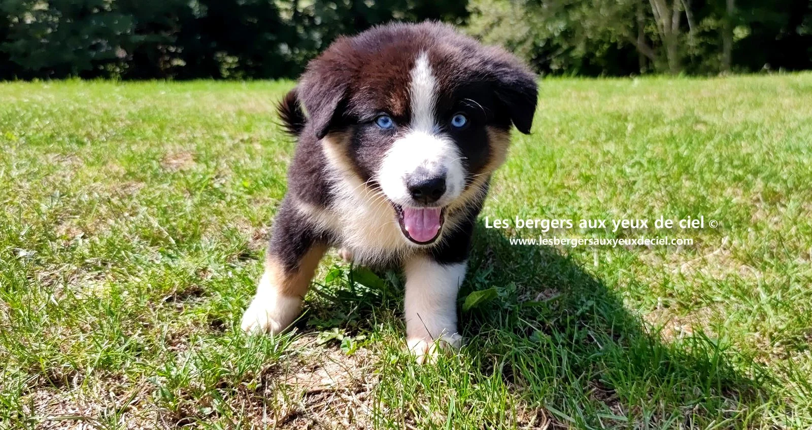chiot berger australien femelle noire tricolore aux yeux bleus