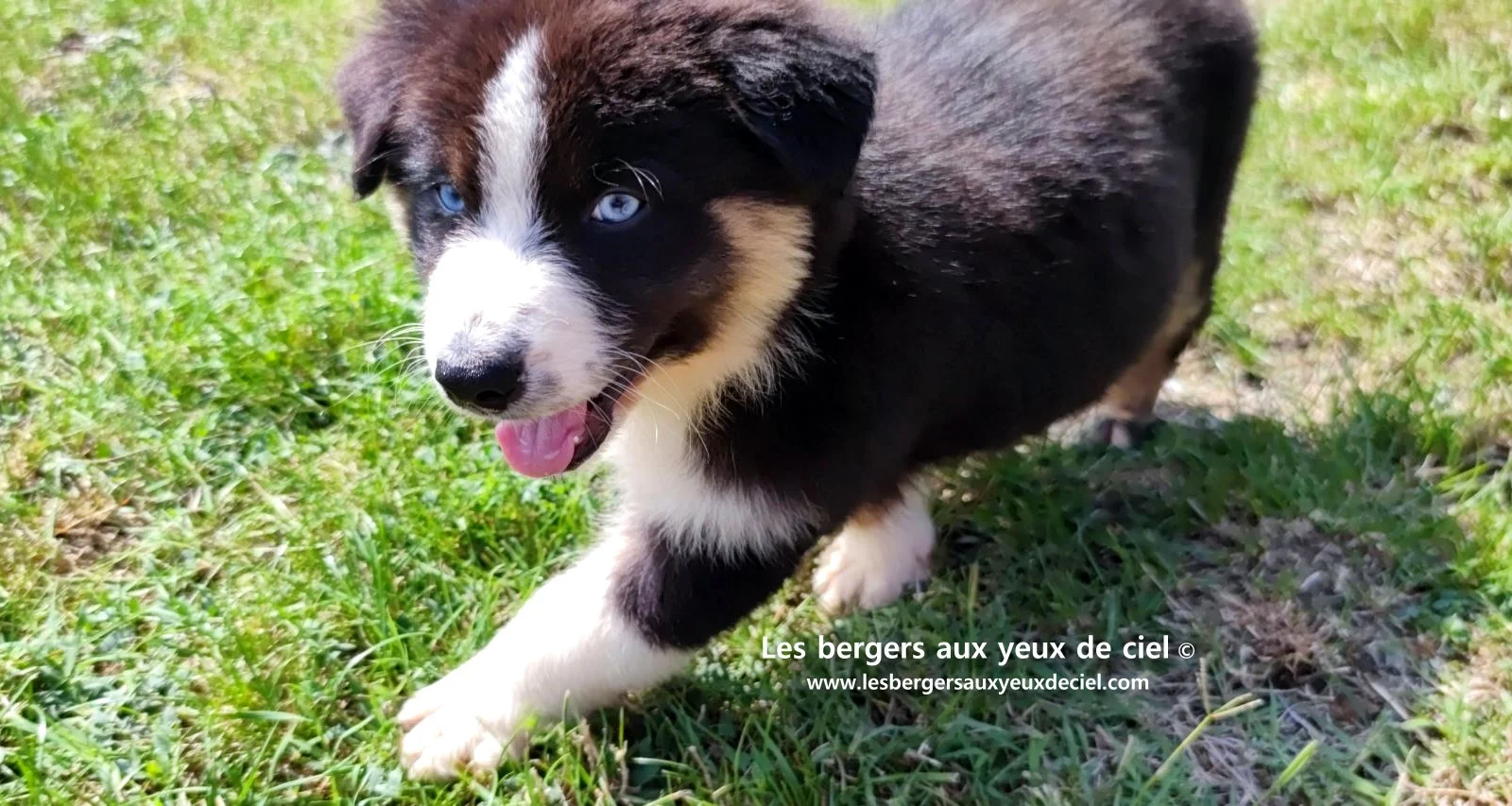 chiot berger australien femelle noire tricolore aux yeux bleus