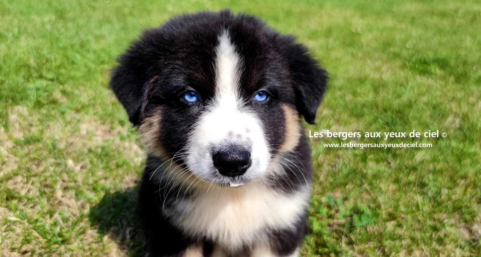 chiot berger australien femelle noire tricolore aux yeux bleus