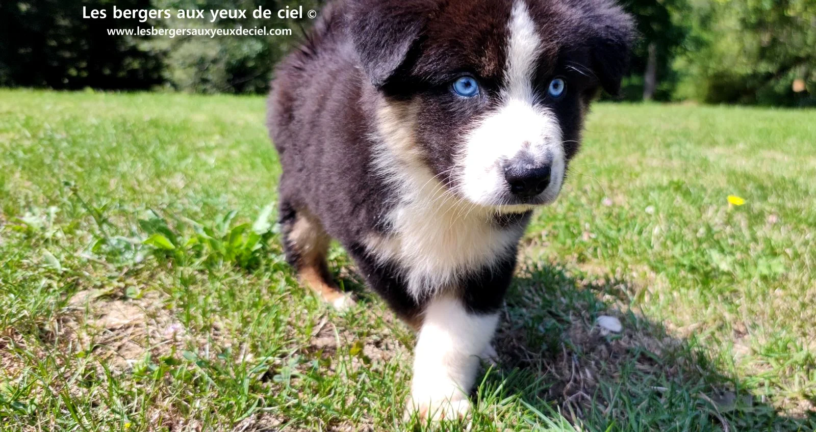 chiot berger australien femelle noire tricolore aux yeux bleus