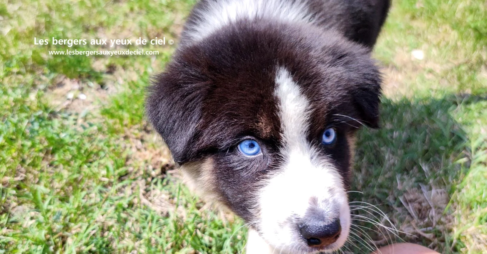 chiot berger australien femelle noire tricolore aux yeux bleus