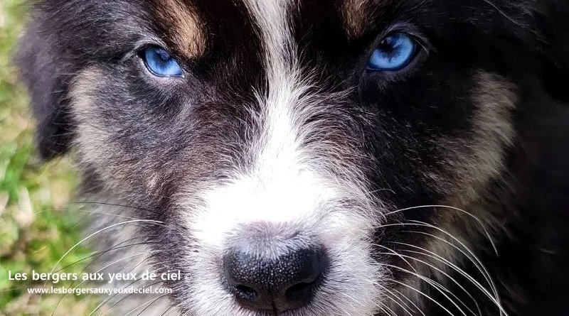 berger australien tricolore aux yeux bleus