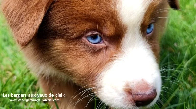 berger australien mâle rouge tricolore aux yeux bleus