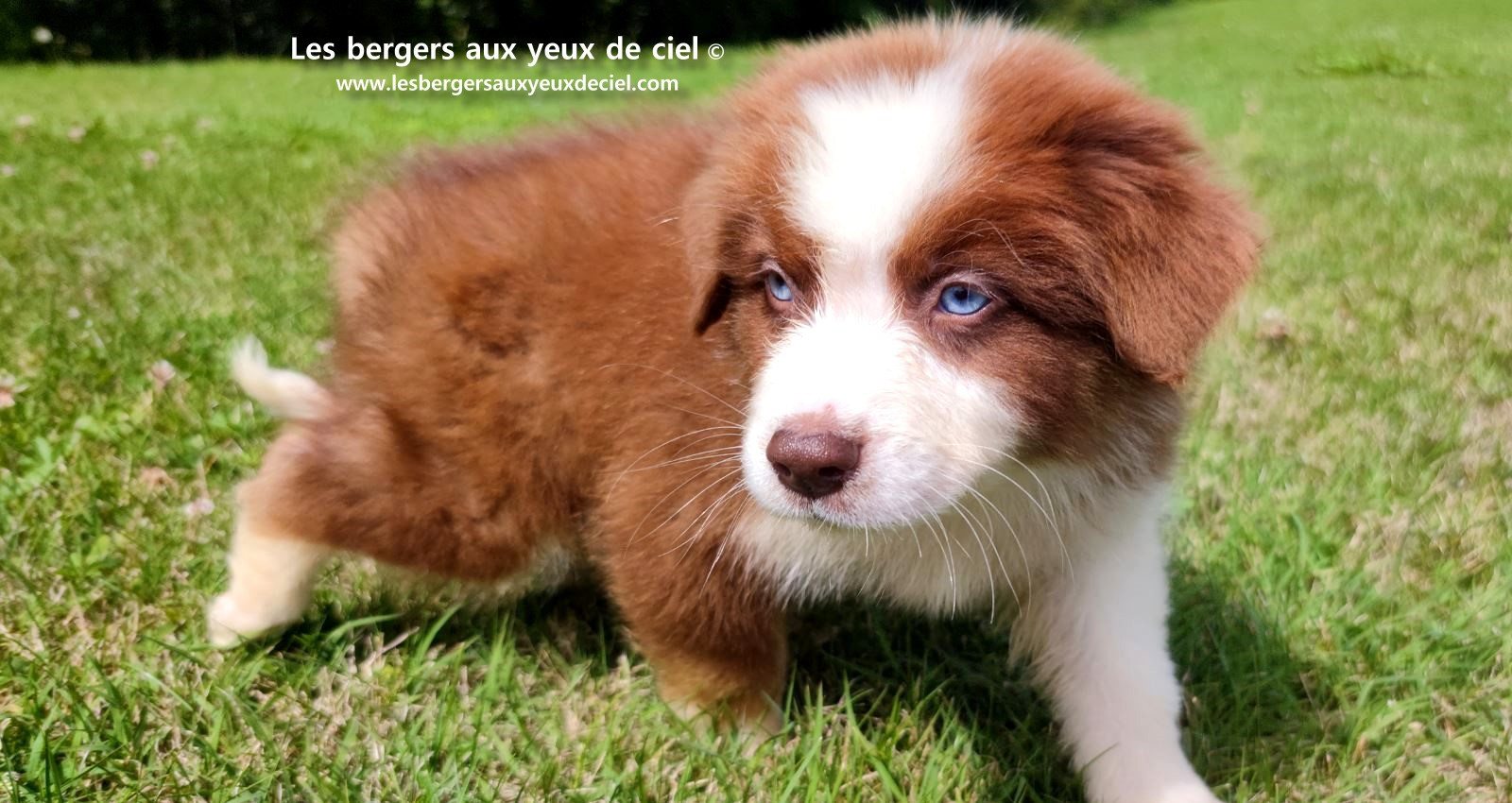 Berger australien mâle rouge tricolore aux yeux bleus