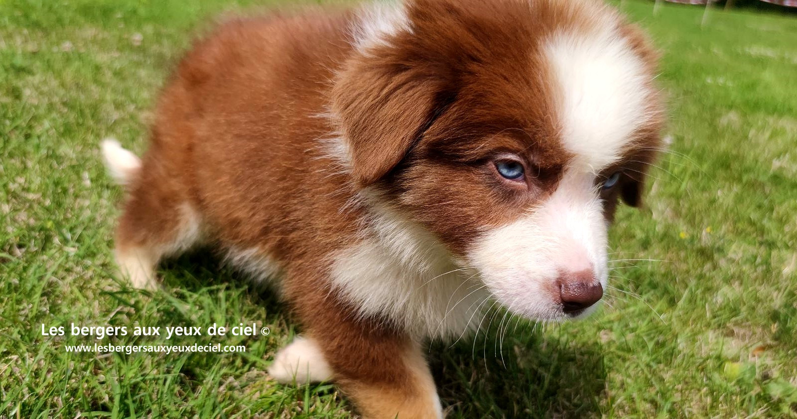 Berger australien mâle rouge tricolore aux yeux bleus