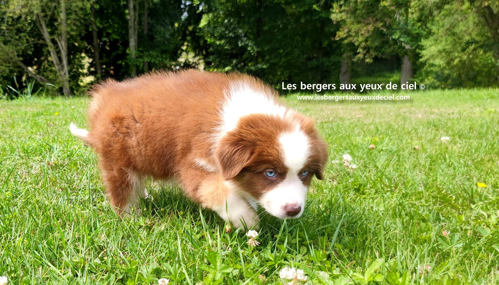 Berger australien mâle rouge tricolore aux yeux bleus
