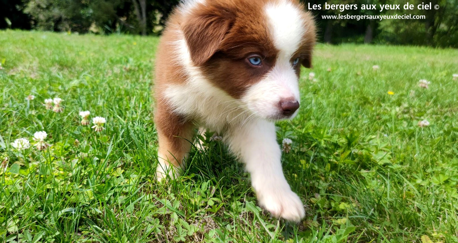 Berger australien mâle rouge tricolore aux yeux bleus
