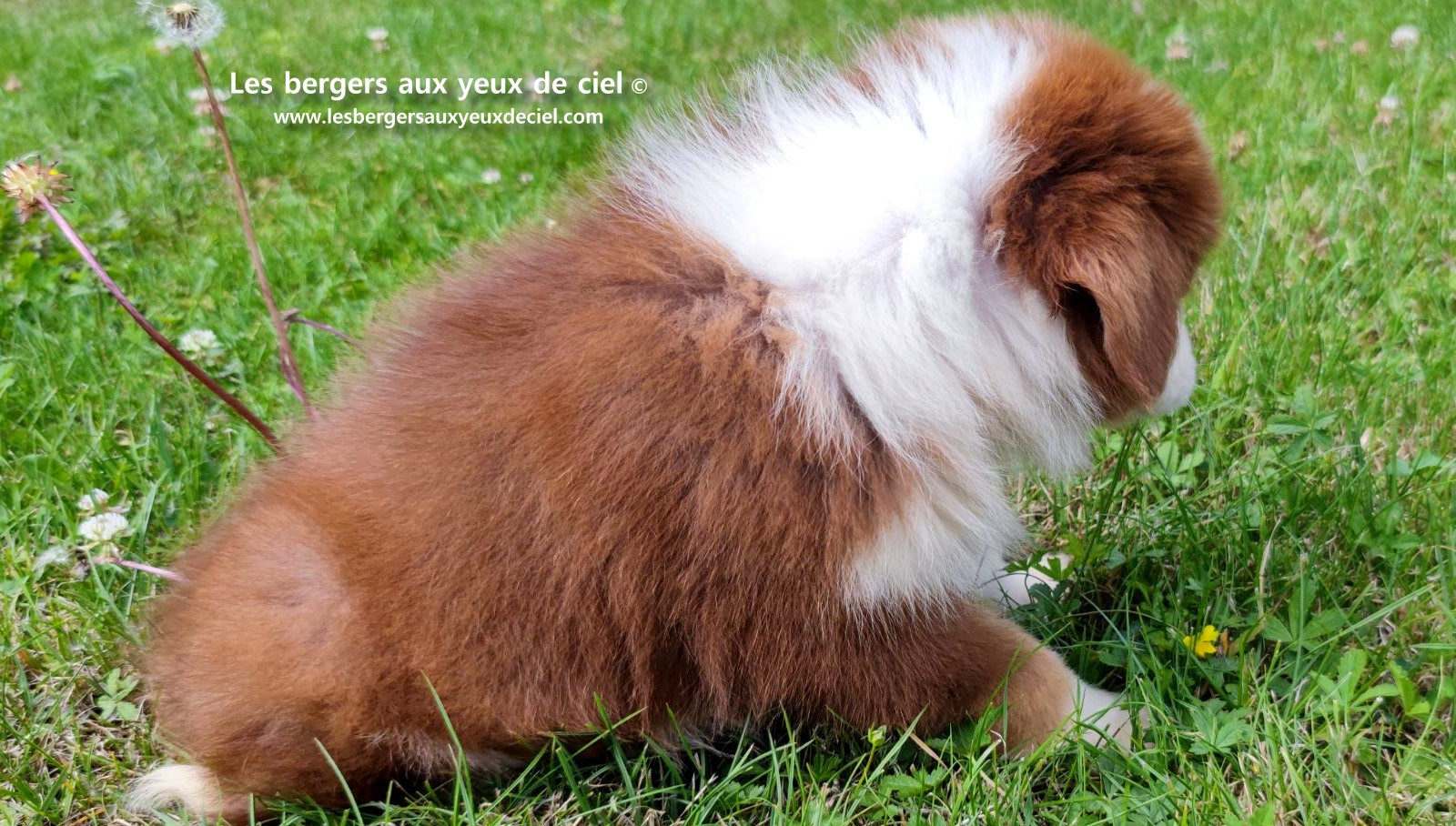 Berger australien mâle rouge tricolore aux yeux bleus