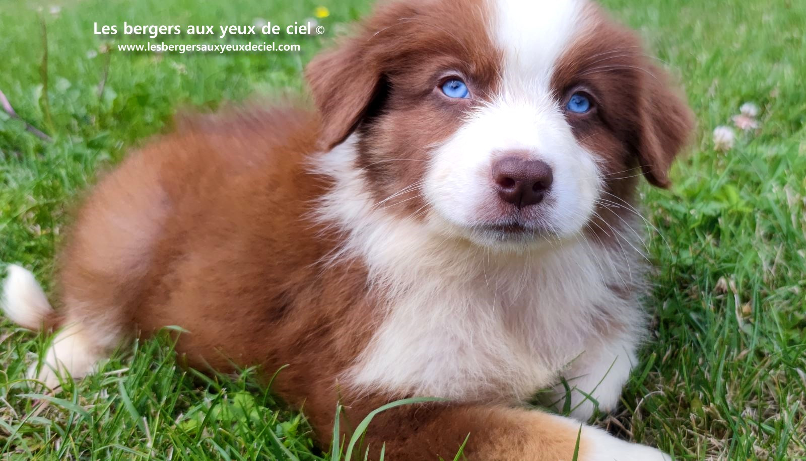 Berger australien mâle rouge tricolore aux yeux bleus