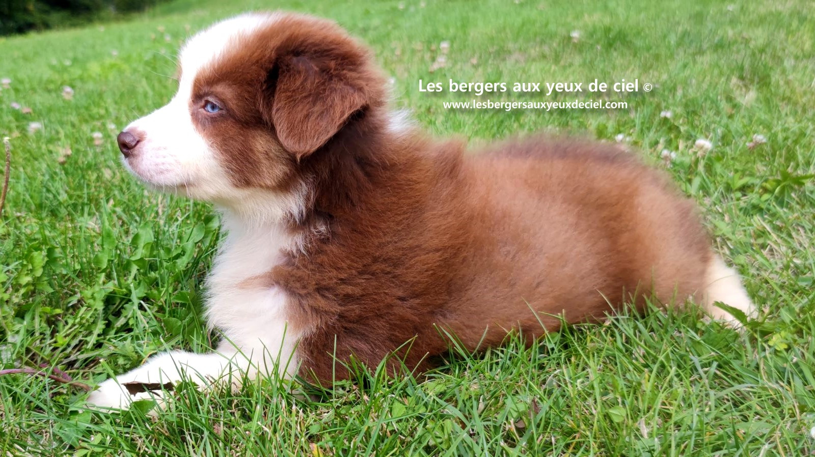 Berger australien mâle rouge tricolore aux yeux bleus