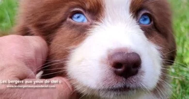 Berger australien mâle rouge tricolore aux yeux bleus