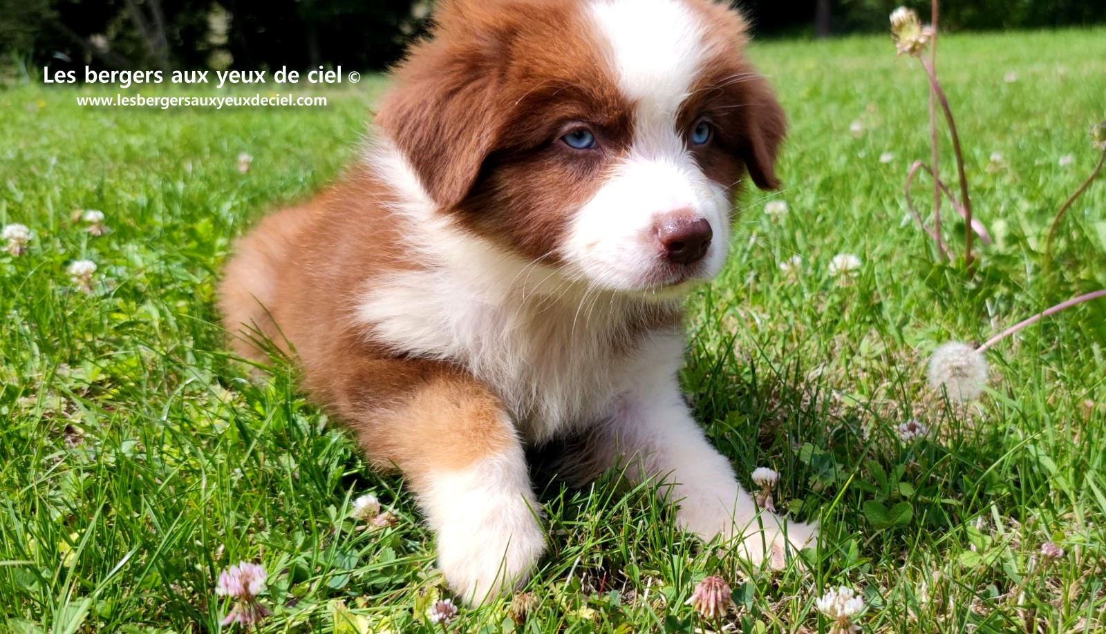 Berger australien mâle rouge tricolore aux yeux bleus
