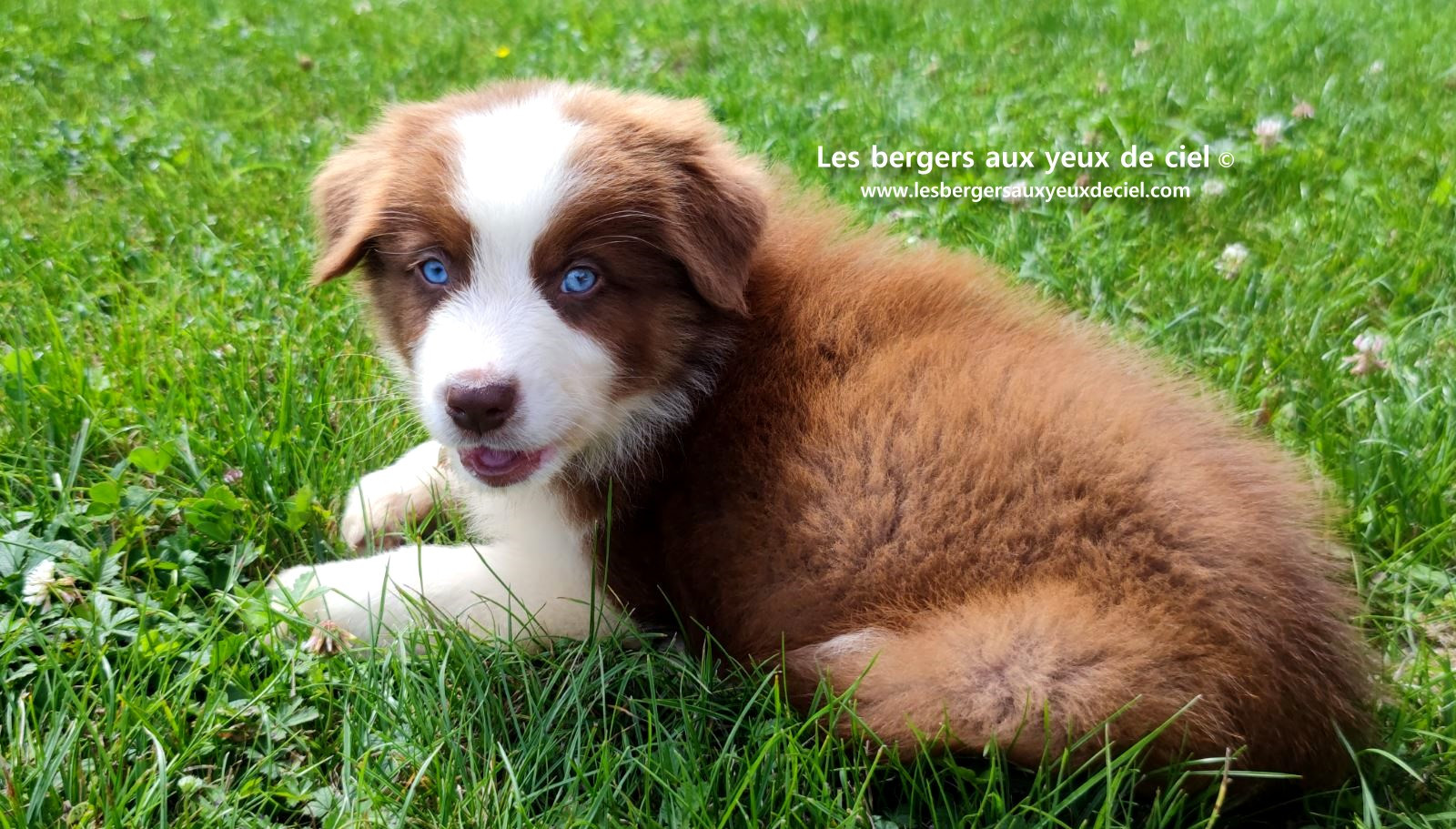 Berger australien mâle rouge tricolore aux yeux bleus