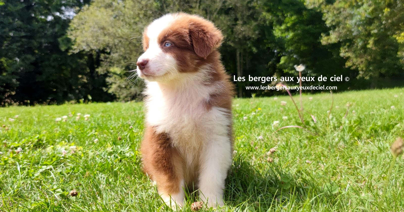 Berger australien mâle rouge tricolore aux yeux bleus
