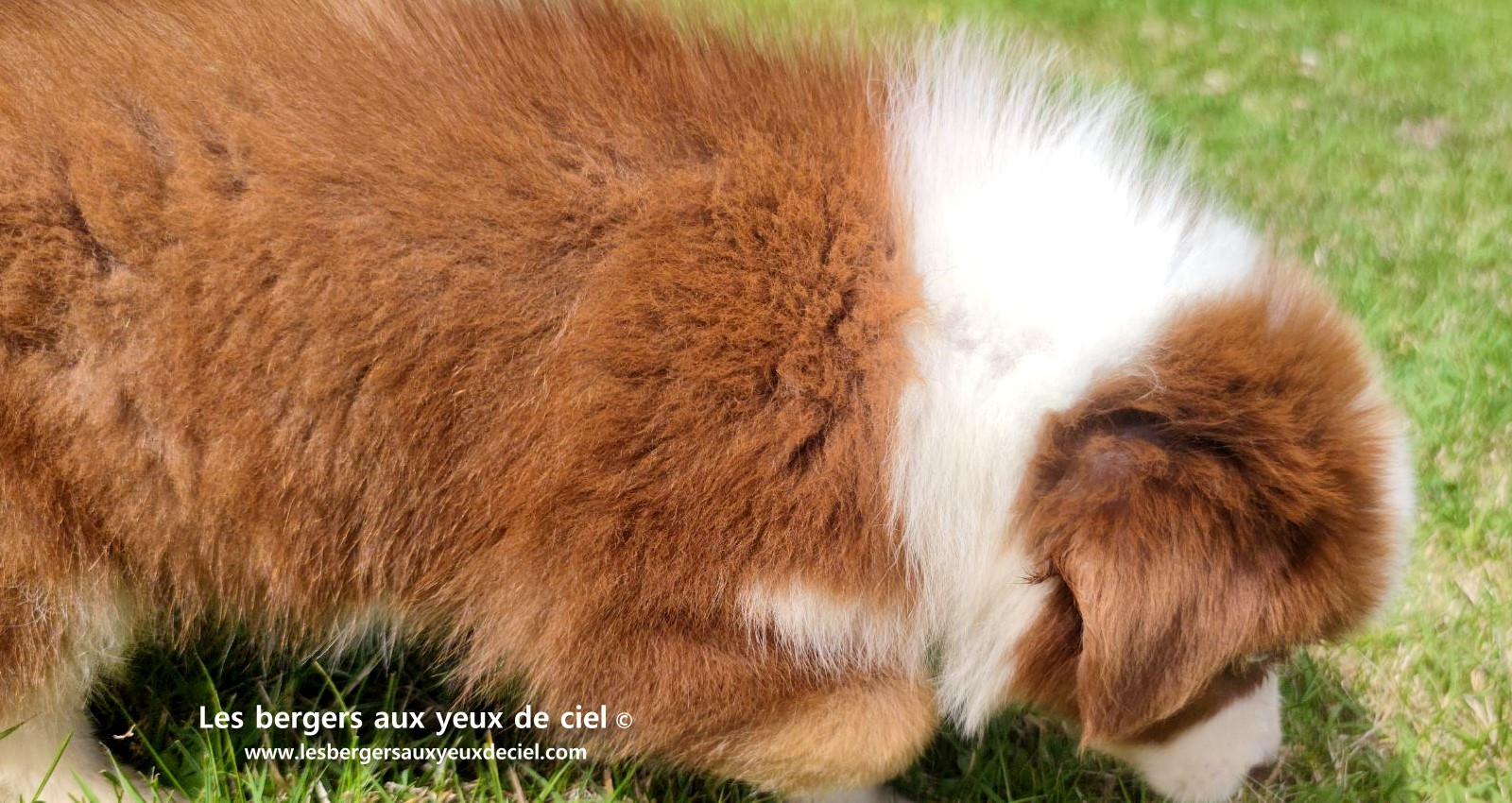 Berger australien mâle rouge tricolore aux yeux bleus