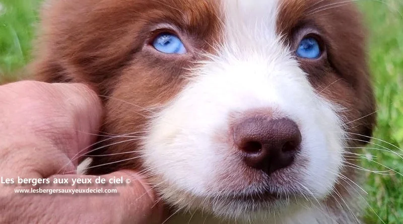 Berger australien mâle rouge tricolore aux yeux bleus
