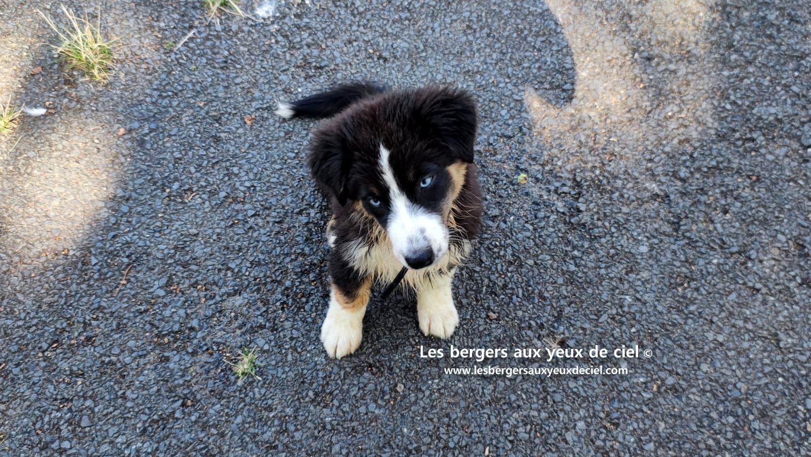 Fantômette chiot femelle berger australien noir tricolore aux yeux bleus