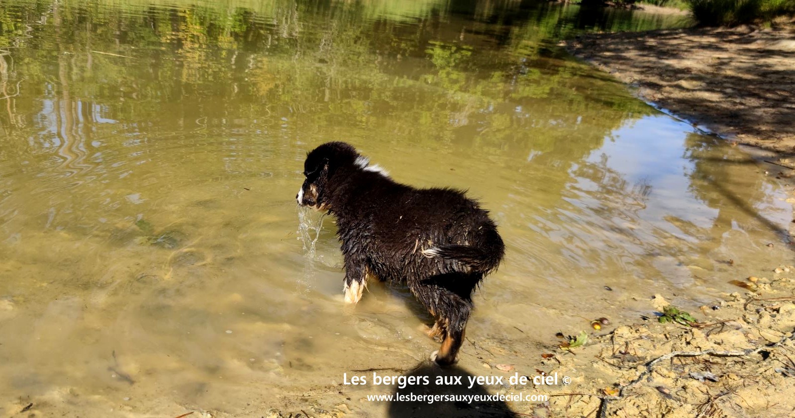 Fantômette chiot femelle berger australien noir tricolore aux yeux bleus