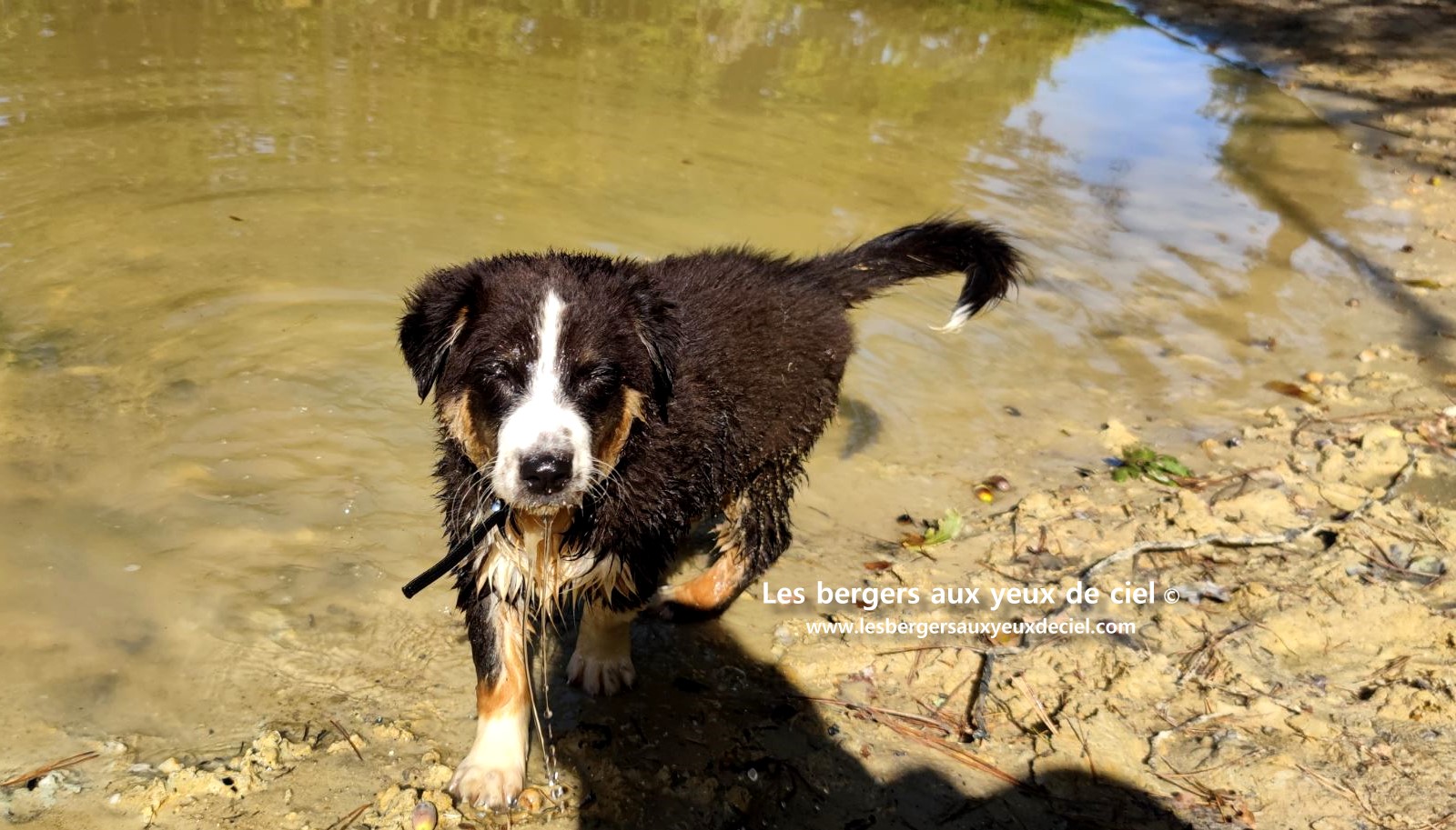 Fantômette chiot femelle berger australien noir tricolore aux yeux bleus