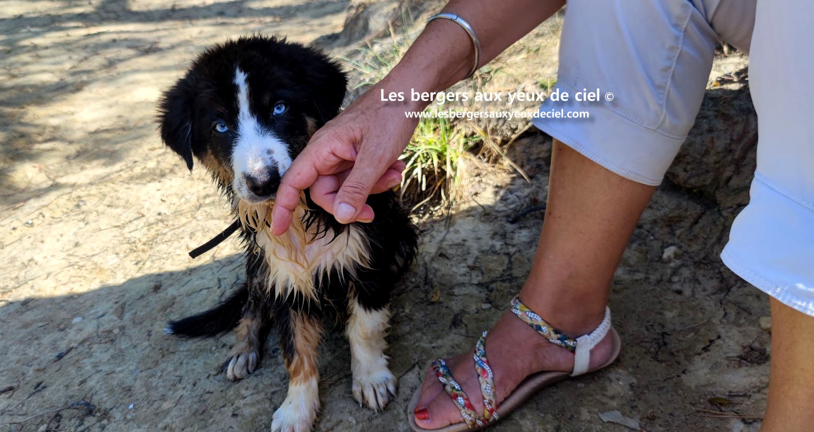 Fantômette chiot femelle berger australien noir tricolore aux yeux bleus