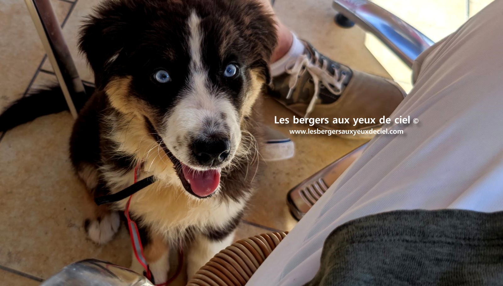 Fantômette chiot femelle berger australien noir tricolore aux yeux bleus