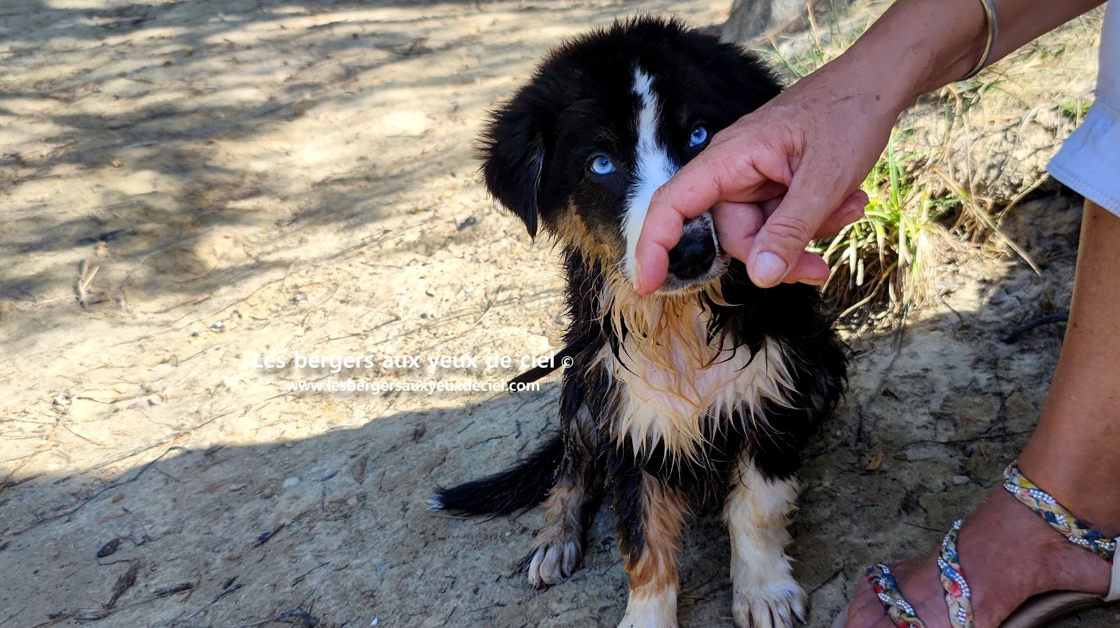 Fantômette chiot femelle berger australien noir tricolore aux yeux bleus