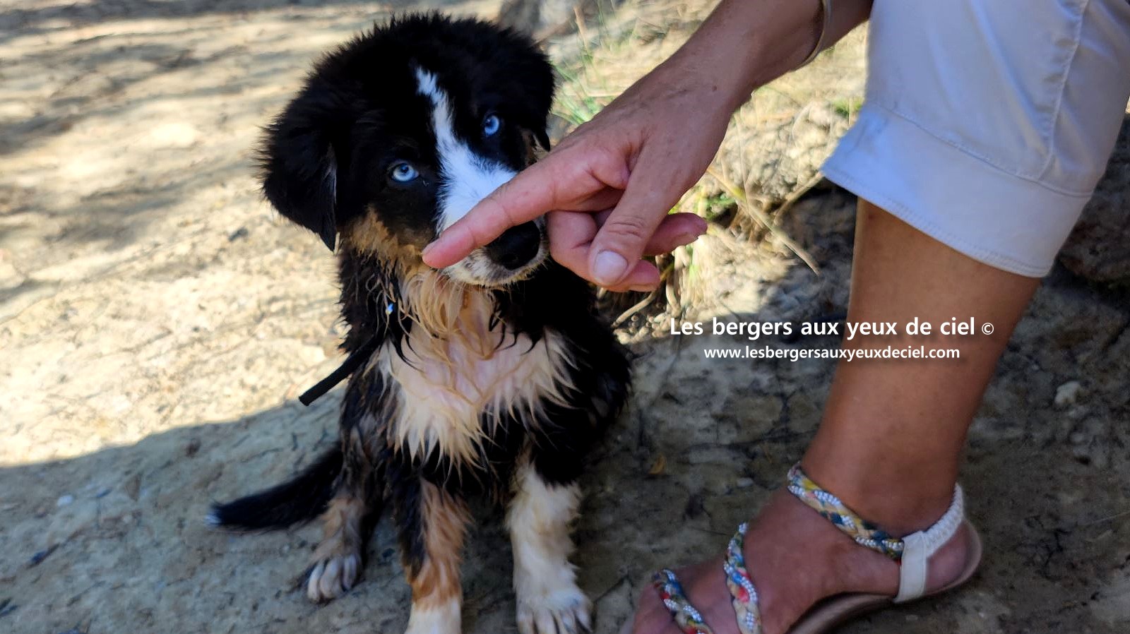 Fantômette chiot femelle berger australien noir tricolore aux yeux bleus