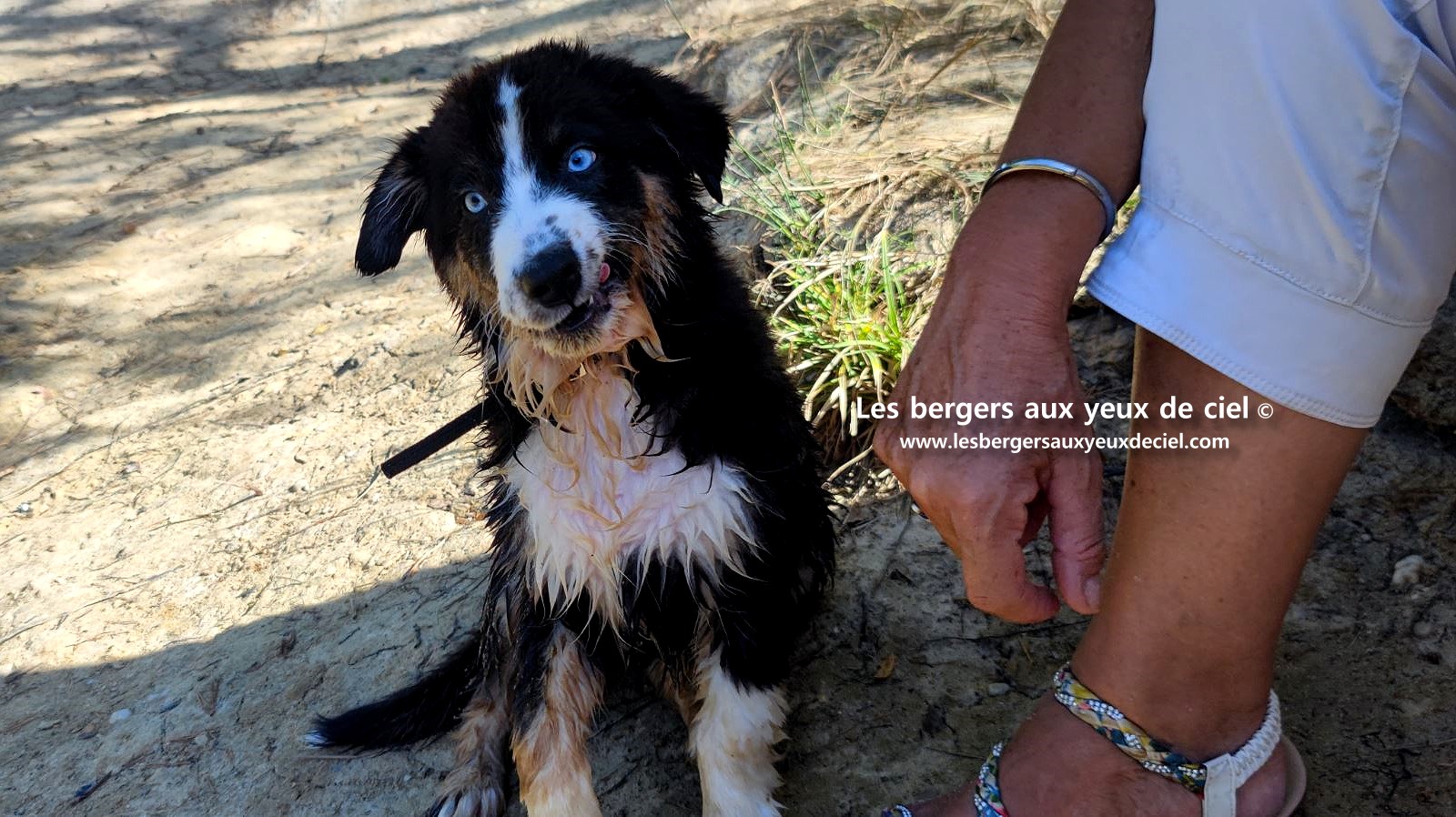 Fantômette chiot femelle berger australien noir tricolore aux yeux bleus