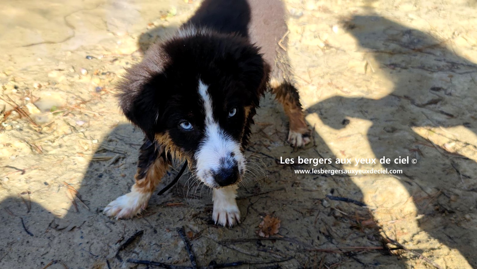 Fantômette chiot femelle berger australien noir tricolore aux yeux bleus