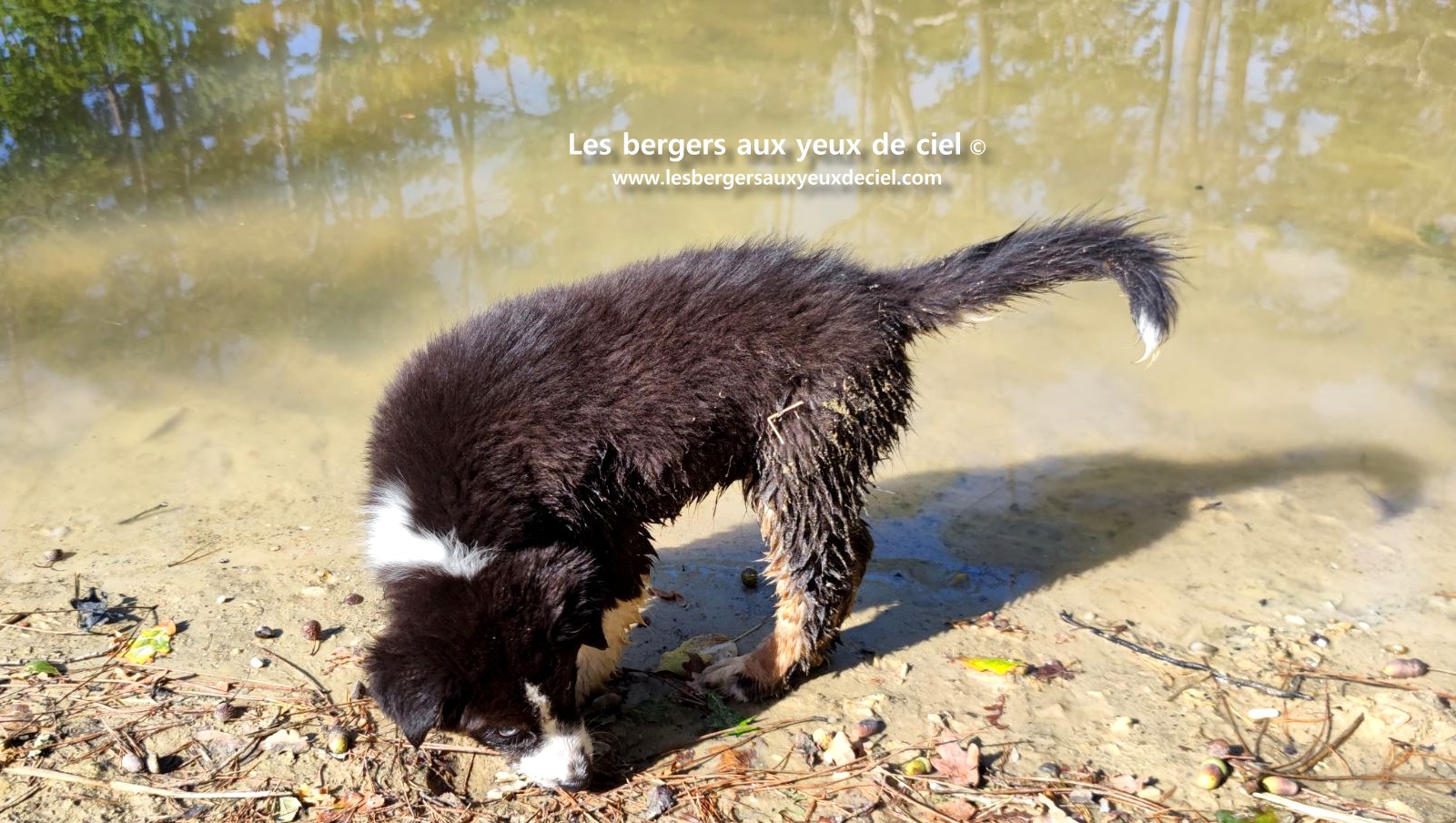 Fantômette chiot femelle berger australien noir tricolore aux yeux bleus