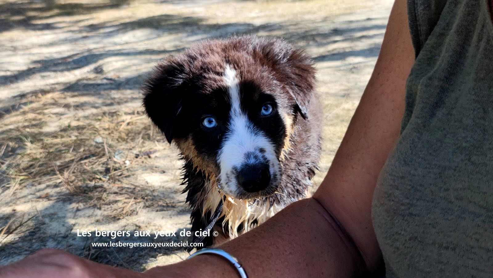 Fantômette chiot femelle berger australien noir tricolore aux yeux bleus