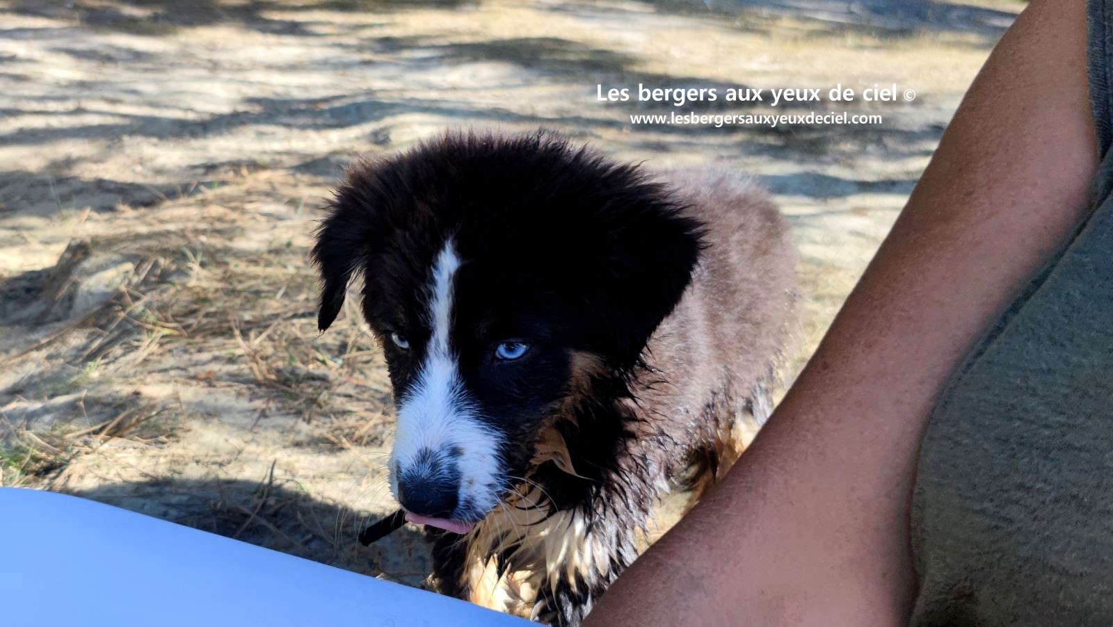 Fantômette chiot femelle berger australien noir tricolore aux yeux bleus