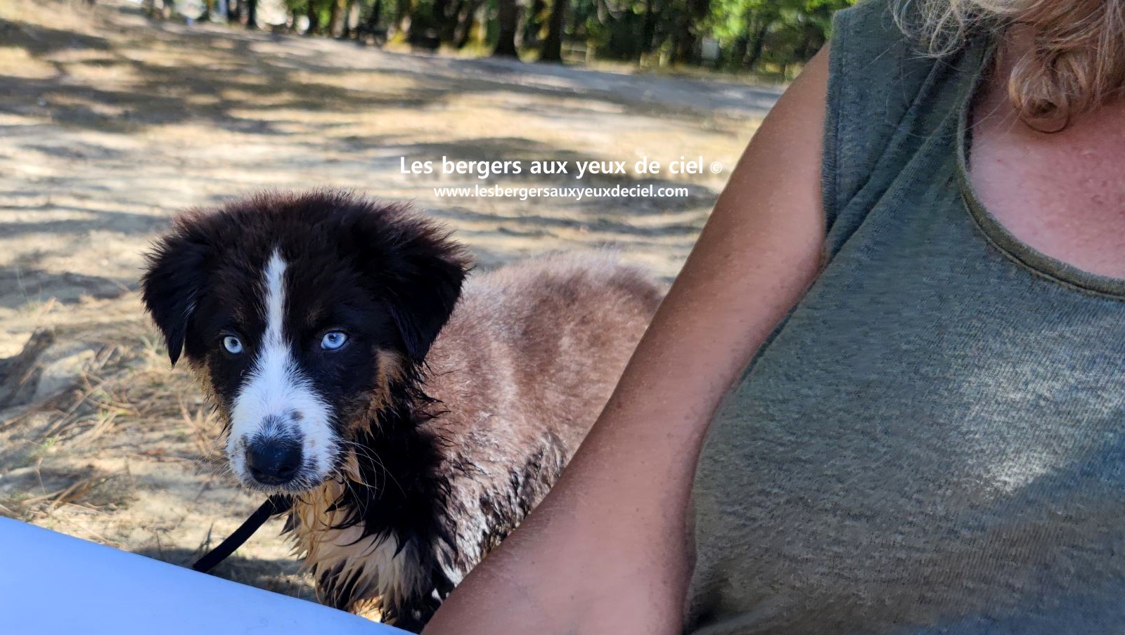 Fantômette chiot femelle berger australien noir tricolore aux yeux bleus