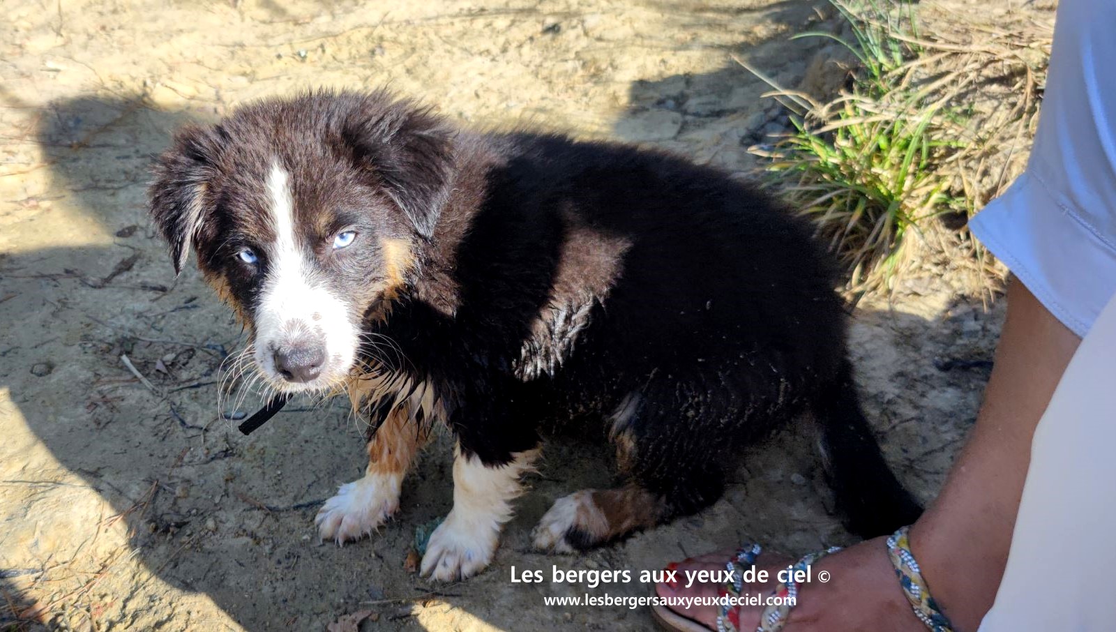 Fantômette chiot femelle berger australien noir tricolore aux yeux bleus
