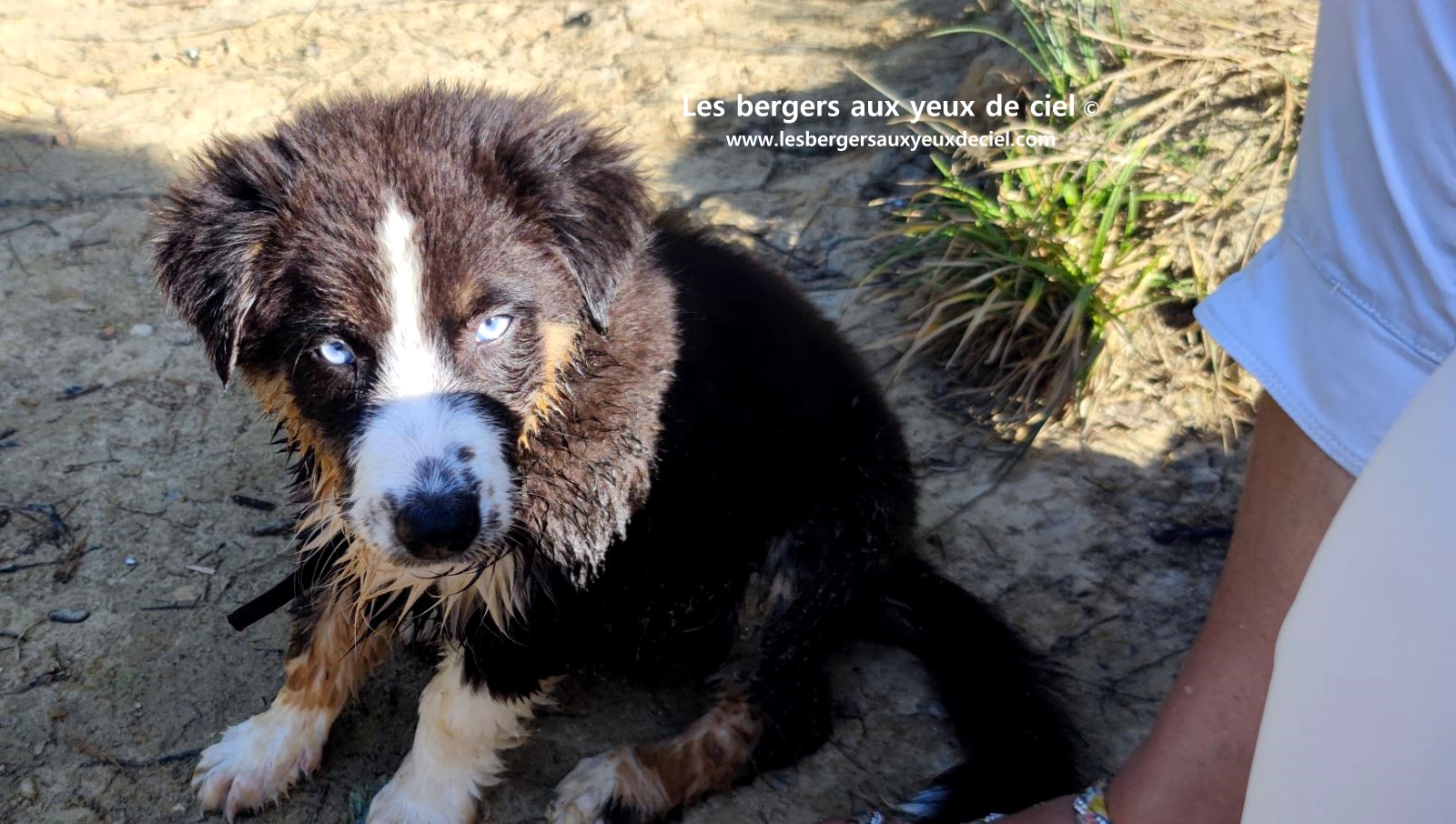 Fantômette chiot femelle berger australien noir tricolore aux yeux bleus